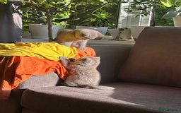 British Shorthair cats for sale: British Shorthair Kittens Available - Image 1