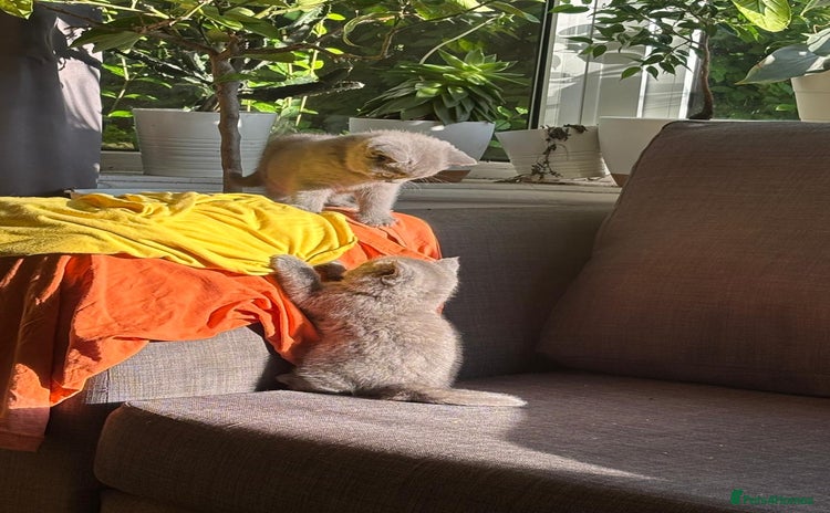 British Shorthair cats - Advert 5