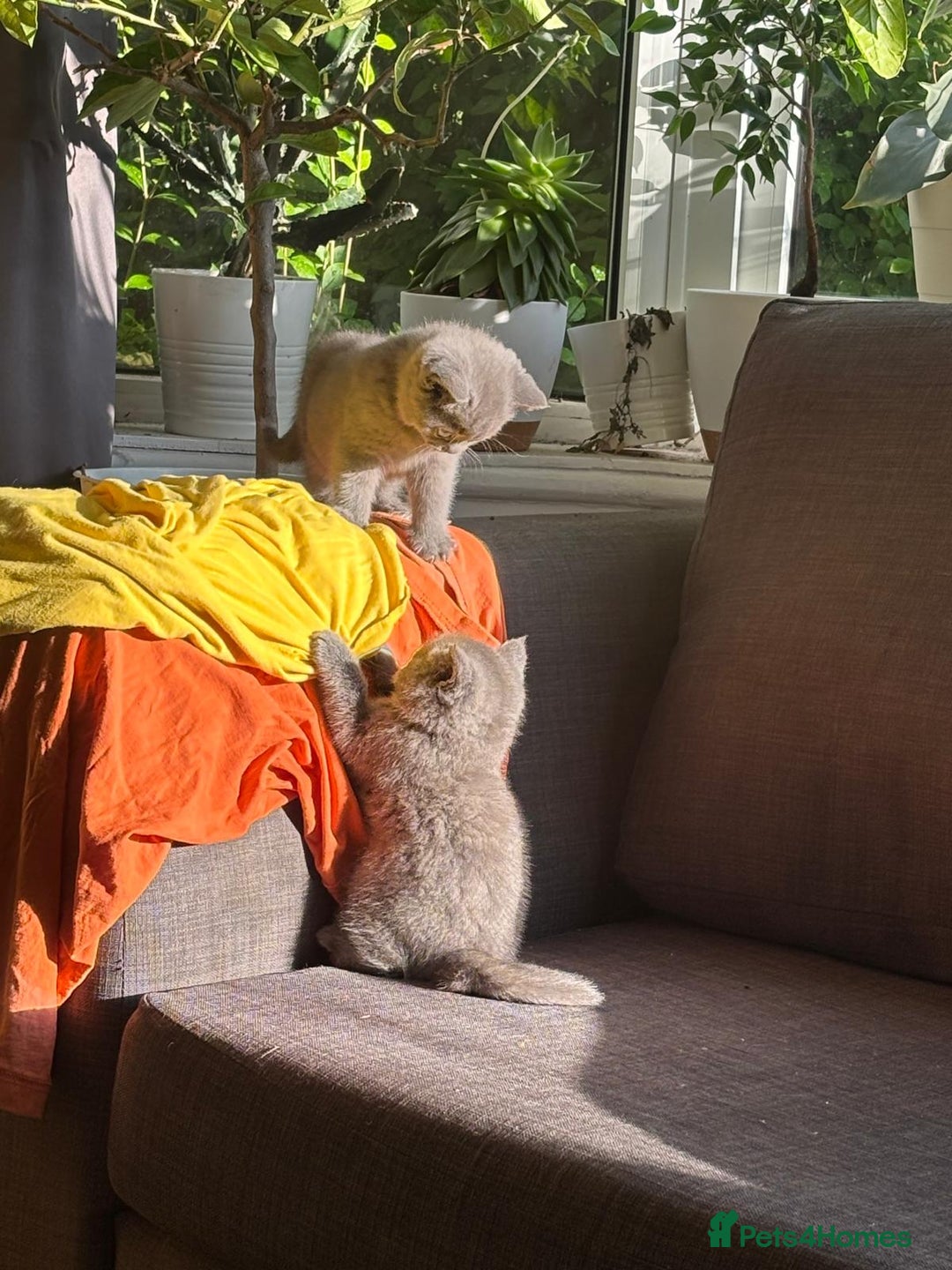 British Shorthair cats for sale: British Shorthair Kittens Available - Image 1