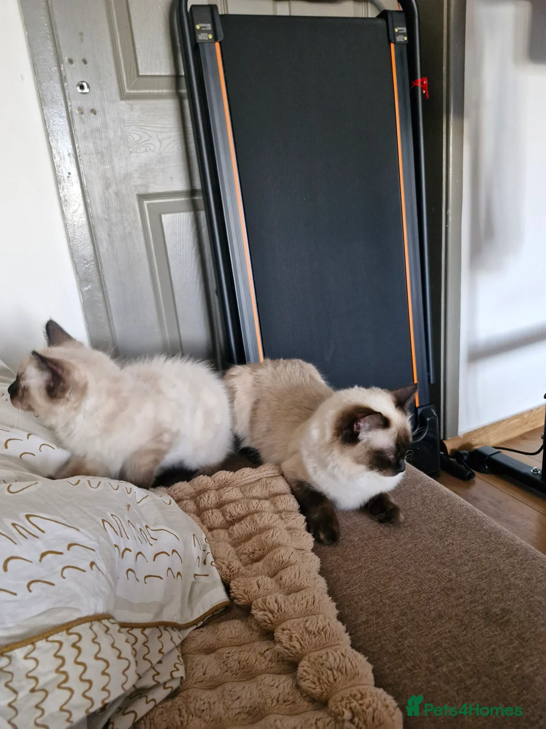 Ragdoll cats for sale: 3 Beautiful Ragdoll Kittens for Sale 🐾 - Advert 5