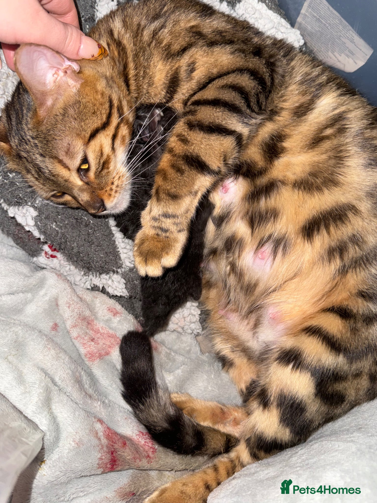 Bengal cats Beautiful Melanistic bengal boy   - Advert 1