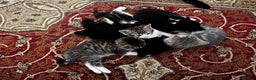American Shorthair cats for sale: Adorable Tabby Kittens – Ready for Forever Homes - Advert 4
