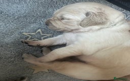 Golden Retriever dogs for sale: One girl left - Image 5