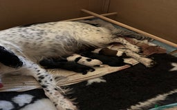 Sprocker dogs for sale: SPROCKER PUPPIES FOR SALE - Image 12