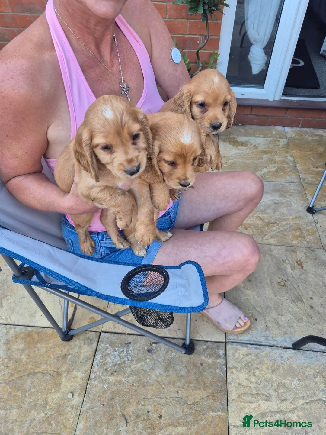 Cocker Spaniel dogs for sale: Cocker Spaniel puppies for sale  - Advert 2