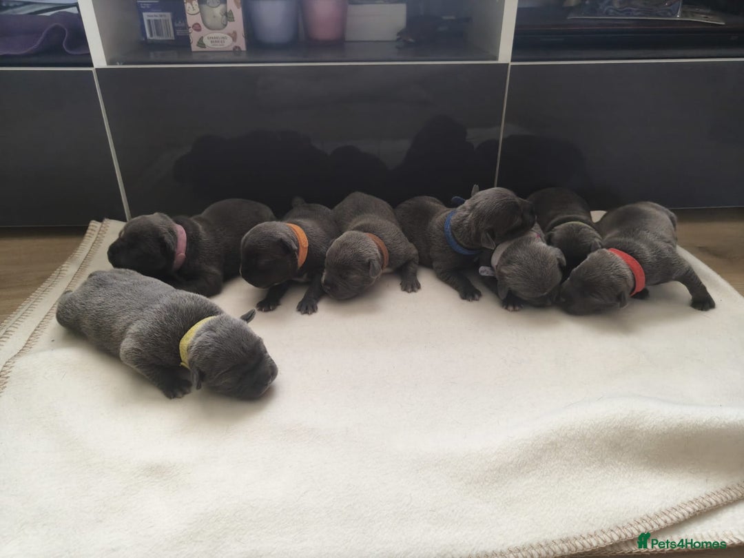 Staffordshire Bull Terrier dogs for sale: Blue Staffordshire Bull Terrier 🐶 Puppies 🐶 - Image 14
