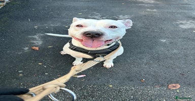 Mixed Breed dogs - Advert 5
