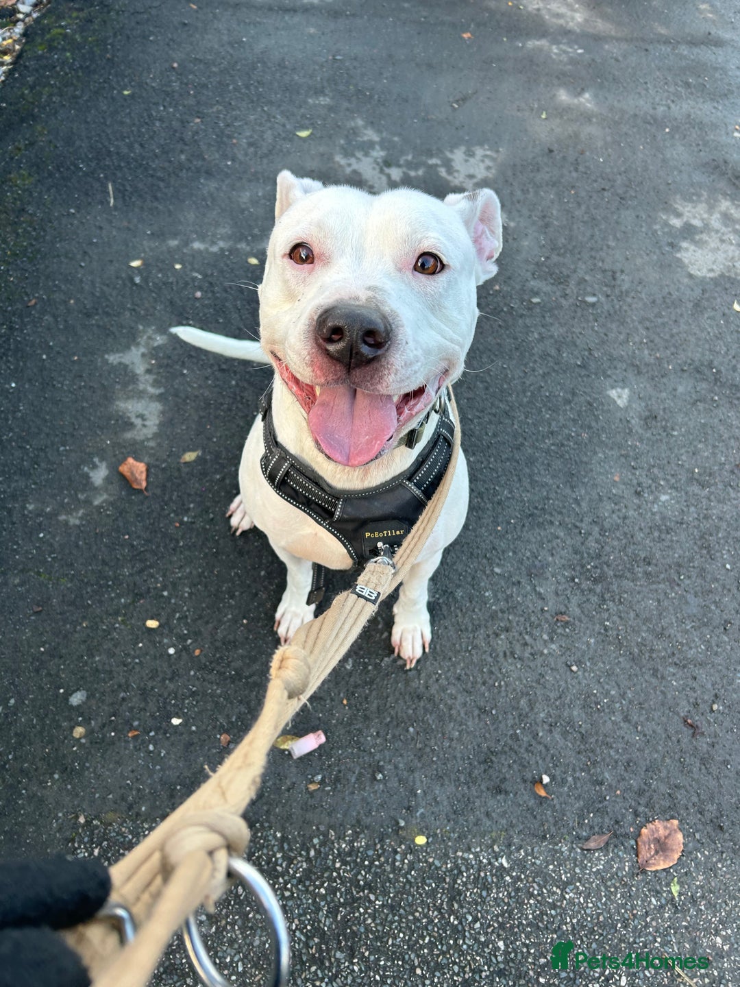 Mixed Breed dogs for sale: Meet winston - Image 2