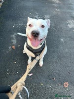 Mixed Breed dogs - Advert 11