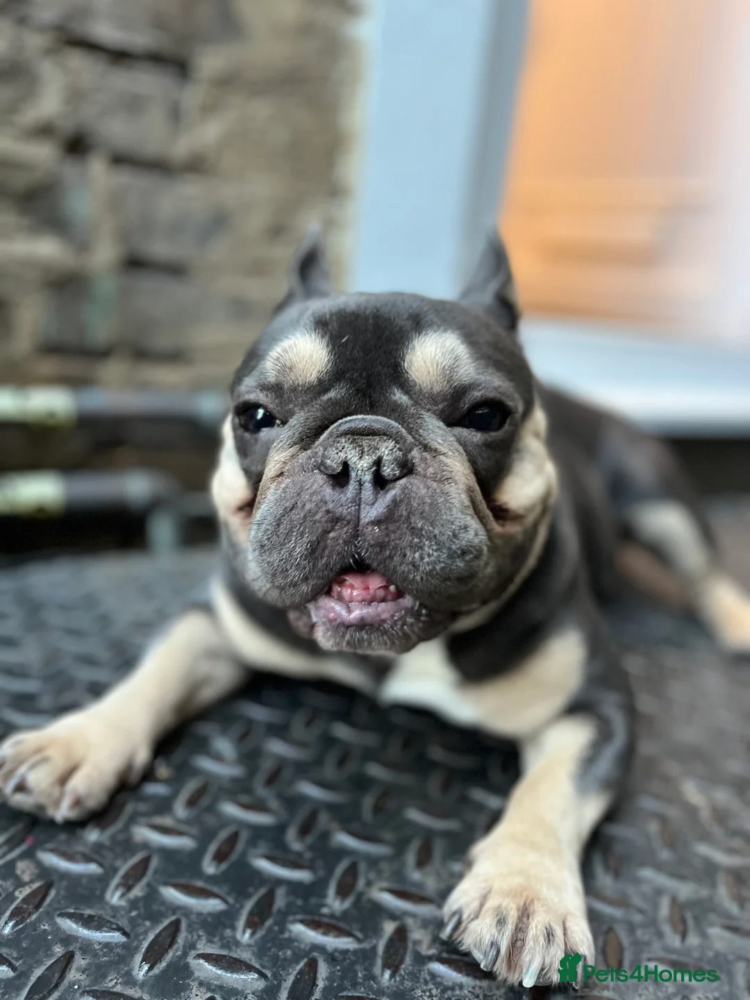 French Bulldog dogs for sale: Mr Rupert  in London - Advert 3