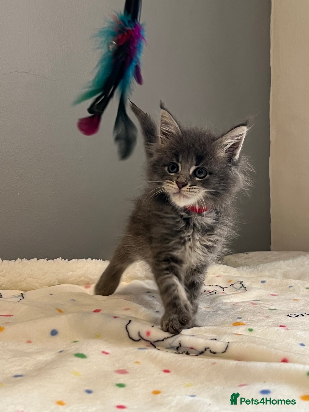 Maine Coon cats for sale: 6 Maine Coon kittens blue colour - Advert 5