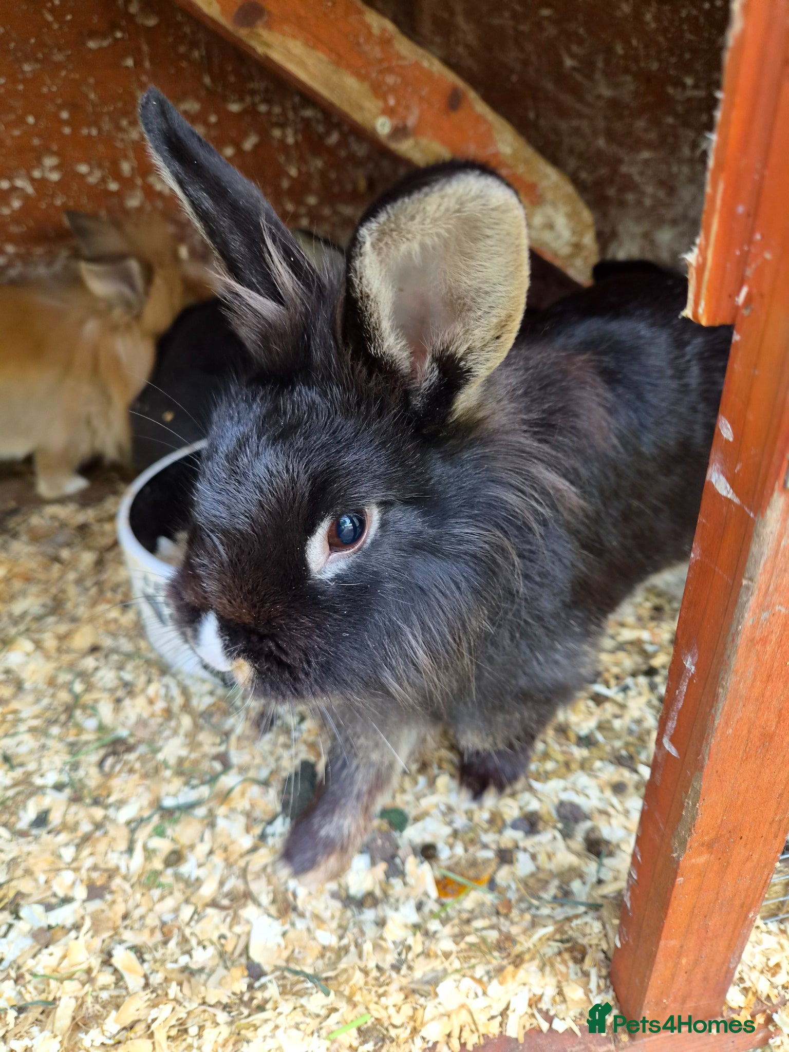 Lionhead rabbits for sale: 5 baby lion heads for sale £60 each  in Manchester - Advert 15