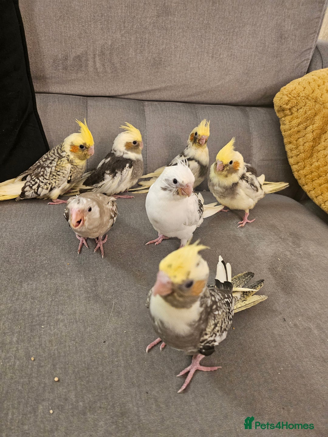 Cockatiels birds for sale: Tame cockatiel chicks  - Image 12