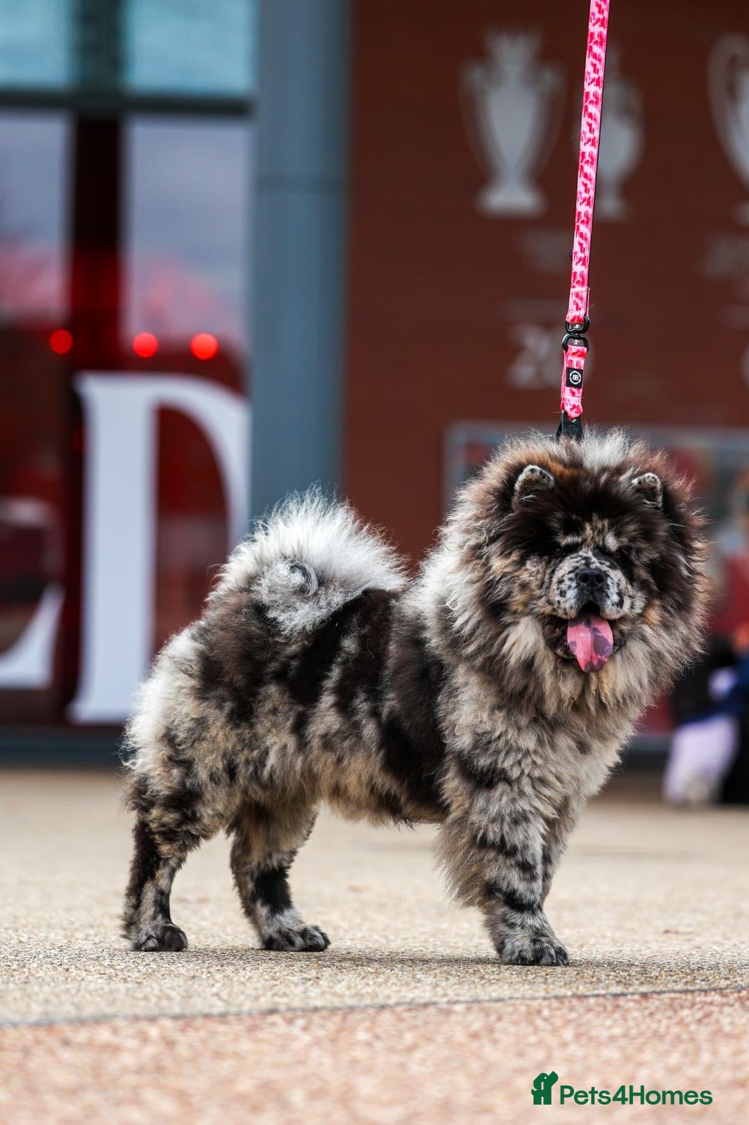 Chow Chow dogs Female Merle Chow Chow  - Advert 2