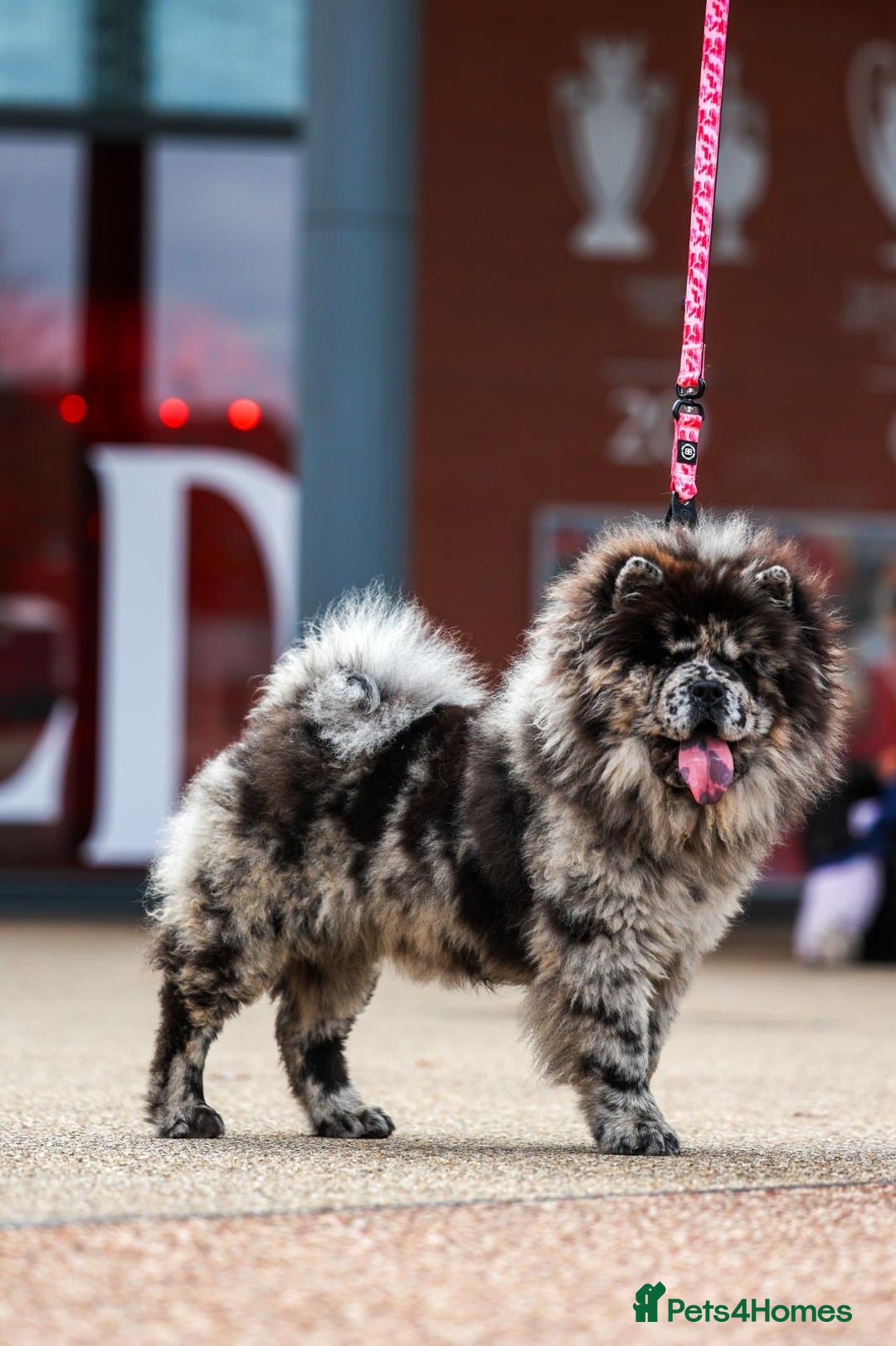 Chow Chow dogs for sale: Female Merle Chow Chow  - Advert 1