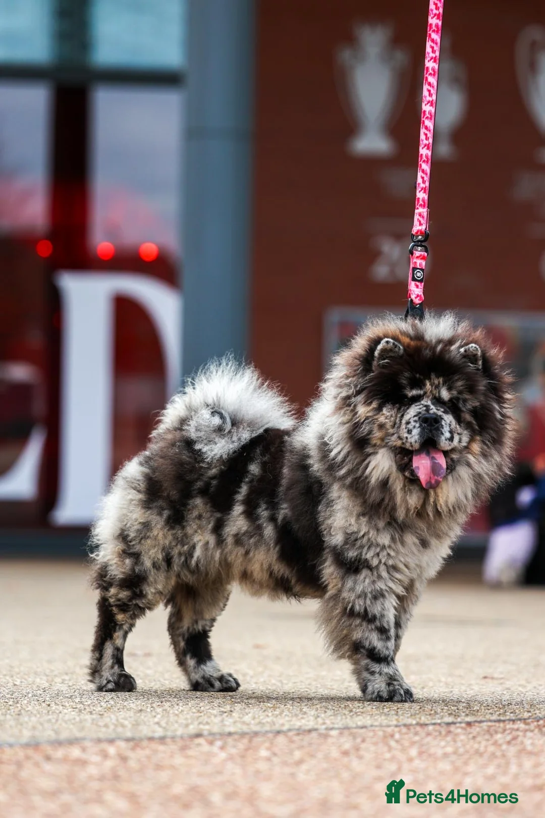 Chow Chow dogs for sale: Female Merle Chow Chow  - Advert 1