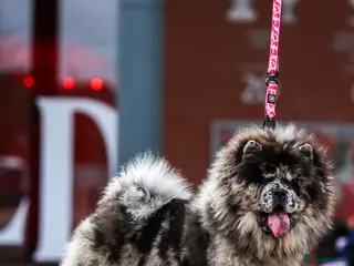 Chow Chow dogs Female Merle Chow Chow - Advert 3