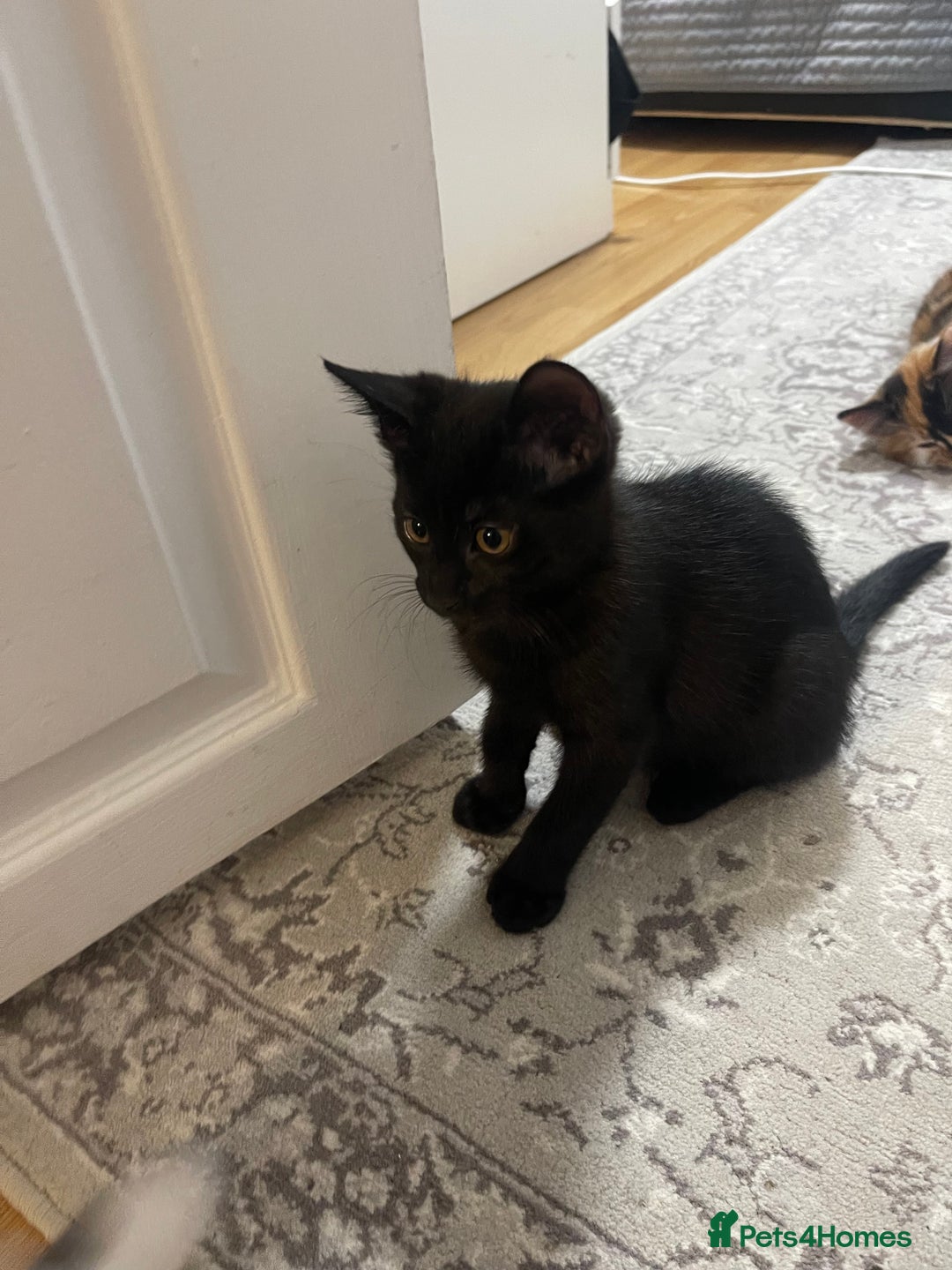 Mixed Breed cats for sale: 4 little kittens to sale  - Advert 3
