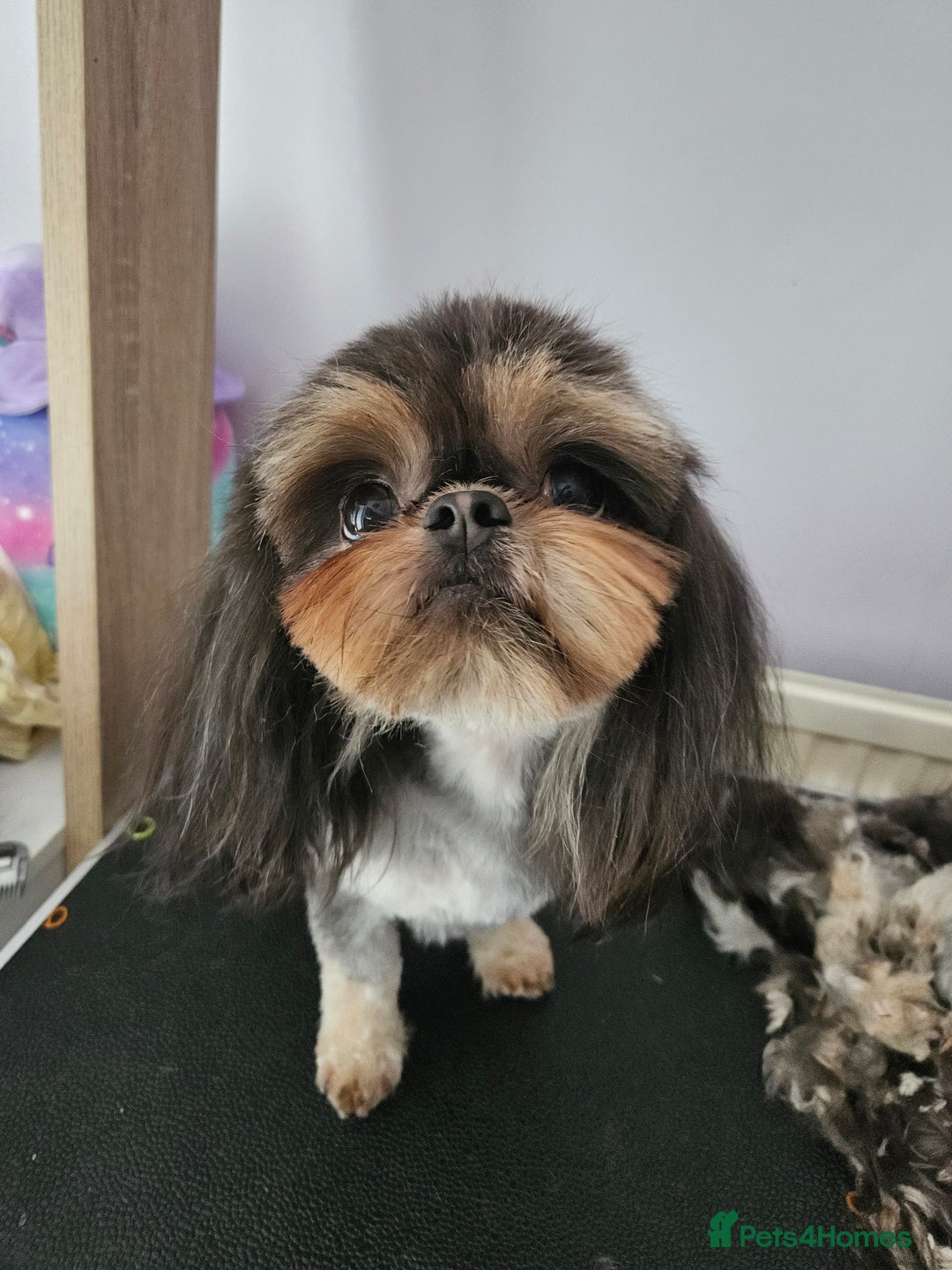 Shih Tzu dogs for stud: Stunning imperial Shih tzu for stud - Advert 5