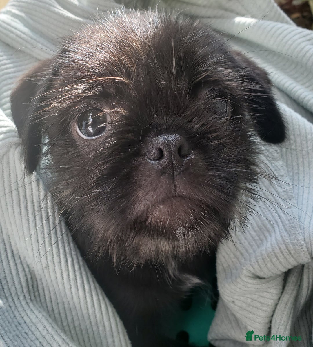 Mixed Breed dogs for sale: Shih Tzu cross Pug puppies - Advert 8