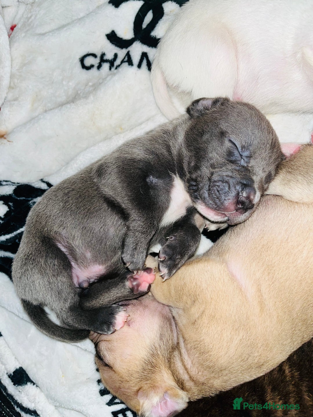 American Bull Staffy dogs for sale: Beautiful American bulldog x staff puppies   - Image 15