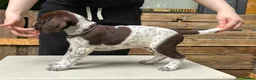 German Shorthaired Pointer dogs for sale: KC Reg GSP Pups (5 LEFT!) - Advert 15
