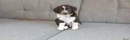 Mixed Breed dogs for sale: Dollie x Long Haired Border Collie Puppies  in Campbeltown - Advert 38