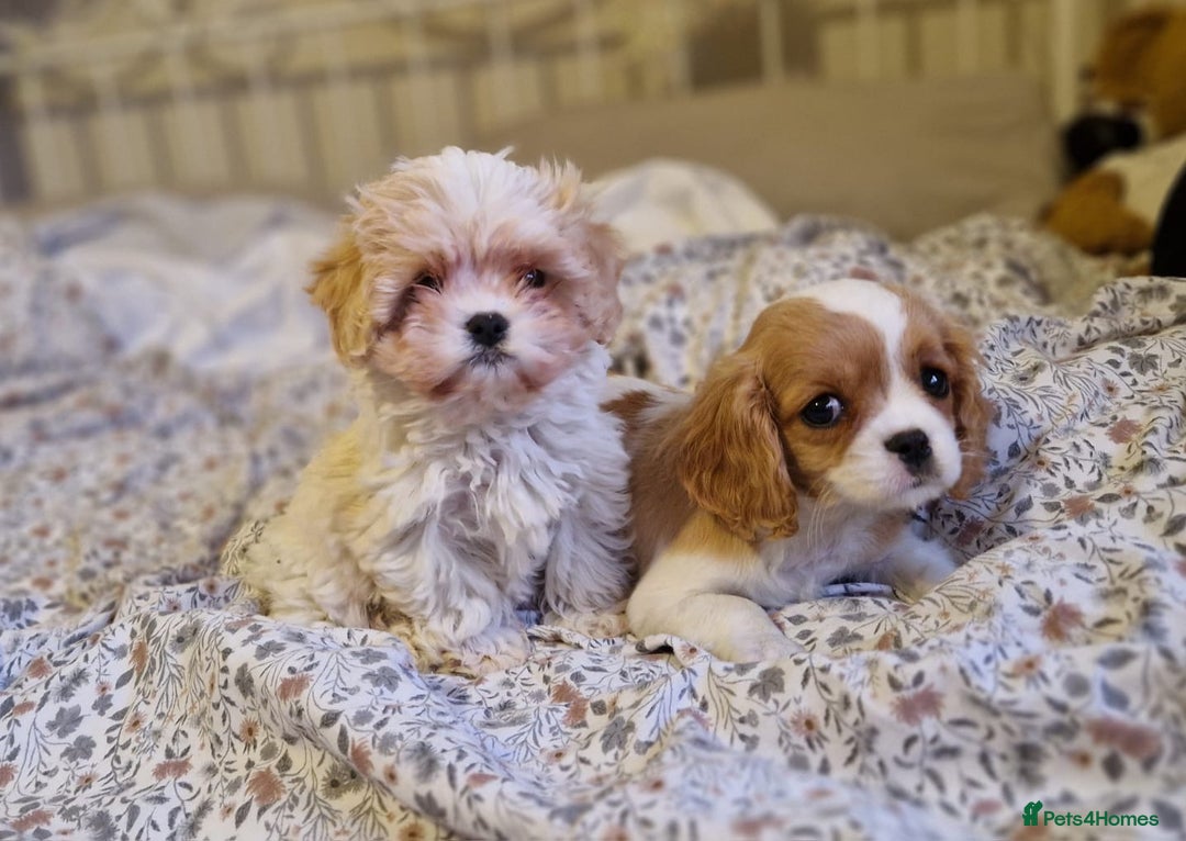 Cavapoo dogs for sale: Beautiful, confident and loving cavapoo pups - Advert 5