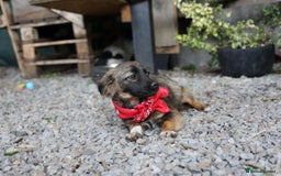 Mixed Breed dogs for adoption: 💖🐶 LOLLY & JOLIE 🐶💖 - Image 26