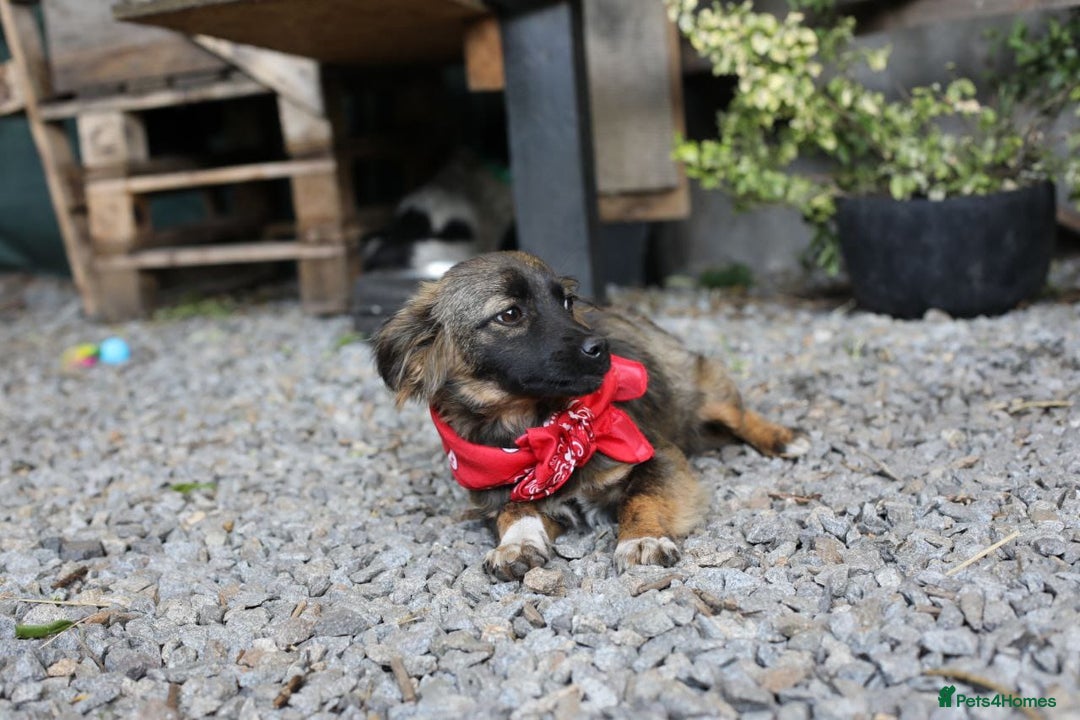 Mixed Breed dogs for adoption: 💖🐶 LOLLY & JOLIE 🐶💖 - Image 26