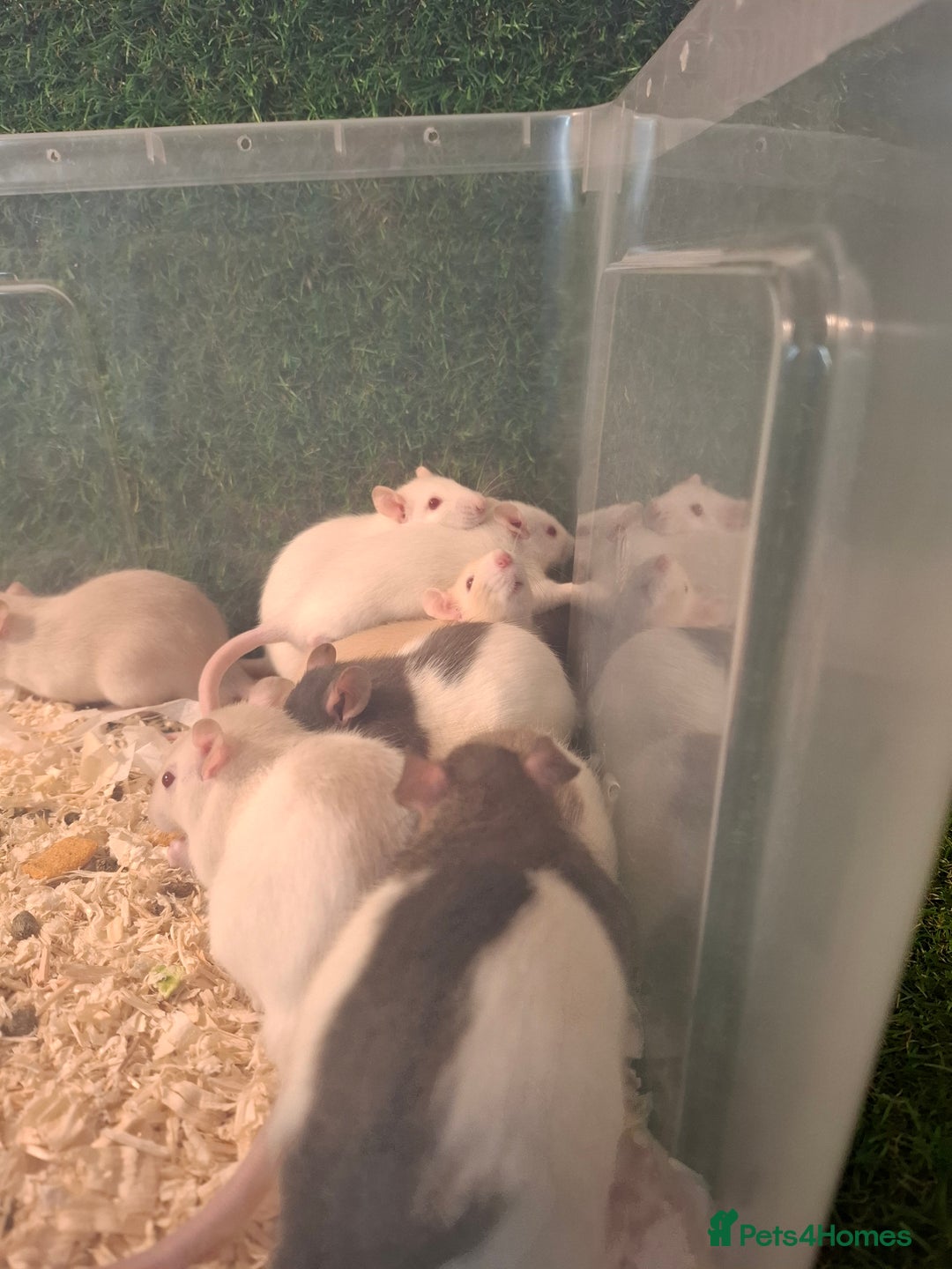 Rat rodents for sale: BABY RATS READY NOW - Advert 8