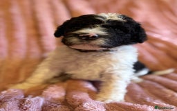 Sheepadoodle dogs for sale: Lovely Litter of F1 Sheepadoodles 5⭐️ license  - Image 17