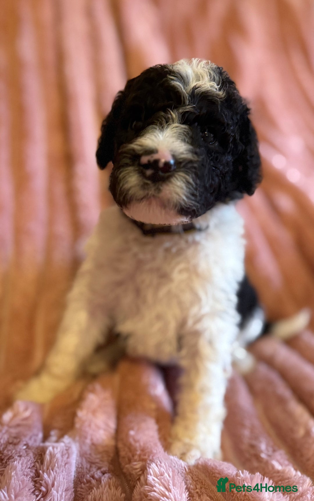 Sheepadoodle dogs for sale: Lovely Litter of F1 Sheepadoodles 5⭐️ license  - Image 17