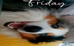 Border Collie dogs for stud: Dog for Stud - Image 1