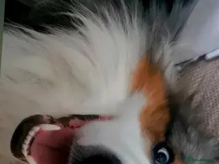 Border Collie dogs Dog for Stud - Advert 9