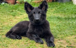 German Shepherd dogs for stud: PROVEN KC REG STRAIGHT BACK BLUE BICOLOUR in Redditch - Image 28