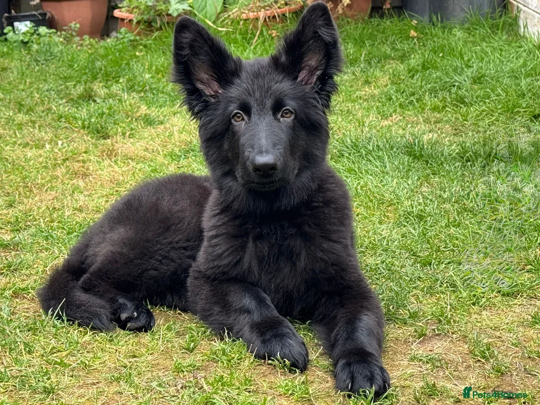 German Shepherd dogs for stud: PROVEN KC REG STRAIGHT BACK BLUE BICOLOUR in Redditch - Advert 28