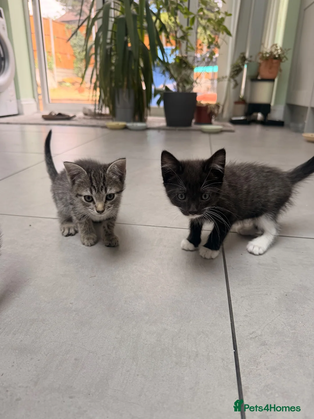 Mixed Breed cats for sale: Looking for loving homes for 6 adorable kittens - Advert 9