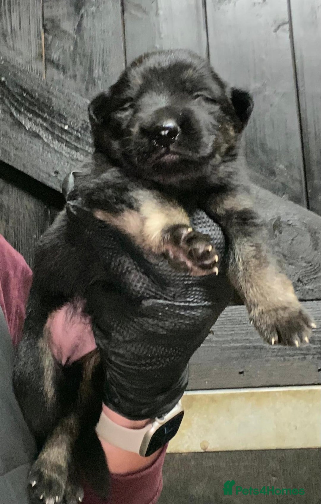 German Shepherd dogs for sale: 🐶 Straight back GSD Puppies 🐶  - Advert 12