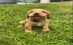 Cocker Spaniel dogs for sale: KC Reg Show Type Golden Cocker Spaniel puppies - Image 6