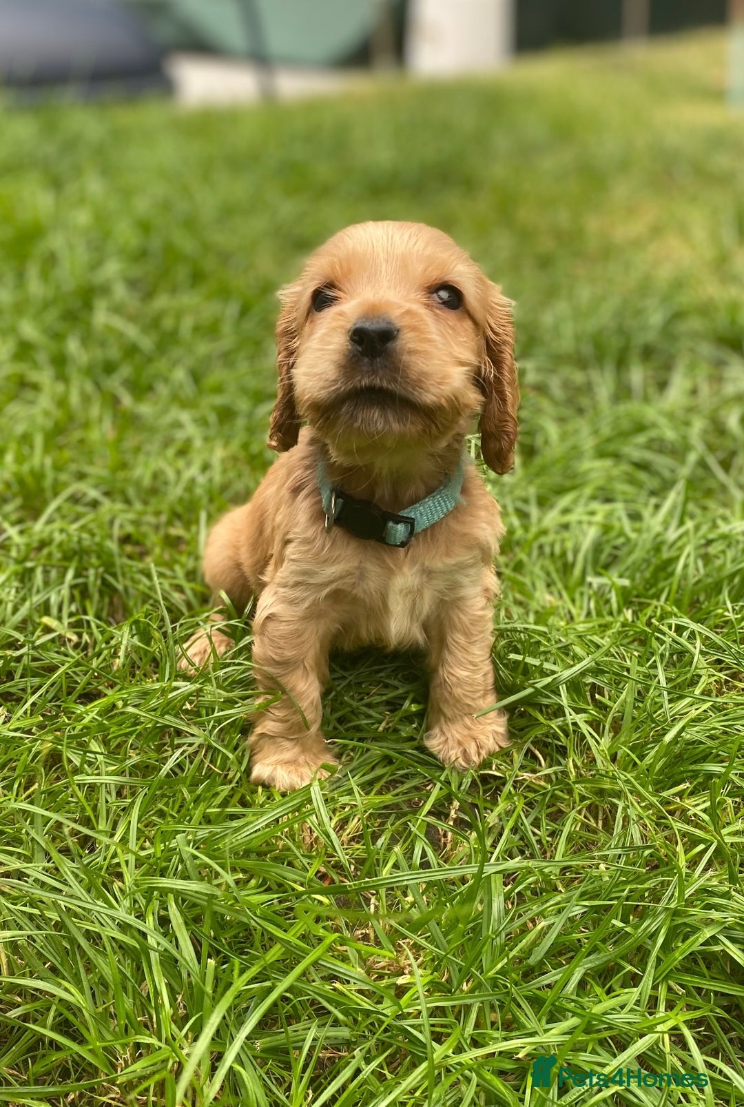 Cocker Spaniel dogs for sale: KC Reg Show Type Golden Cocker Spaniel puppies - Image 6