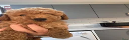 Yorkiepoo dogs for sale:  Ready to leave this weekend boy available  - Advert 9
