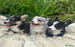Welsh Corgi Cardigan dogs for sale: ⭐️Beautiful Cardiganshire Corgi Pups⭐️*1 LEFT* - Image 8