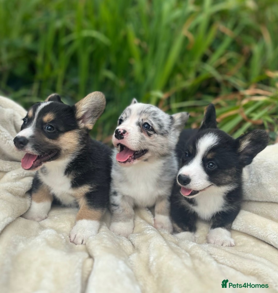 Welsh Corgi Cardigan dogs for sale: ⭐️Beautiful Cardiganshire Corgi Pups⭐️*1 LEFT* - Image 8
