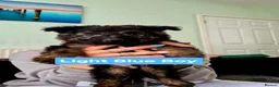 German Shepherd dogs for sale: Beautiful Plush Coated German Shepherd Puppies  - Advert 7