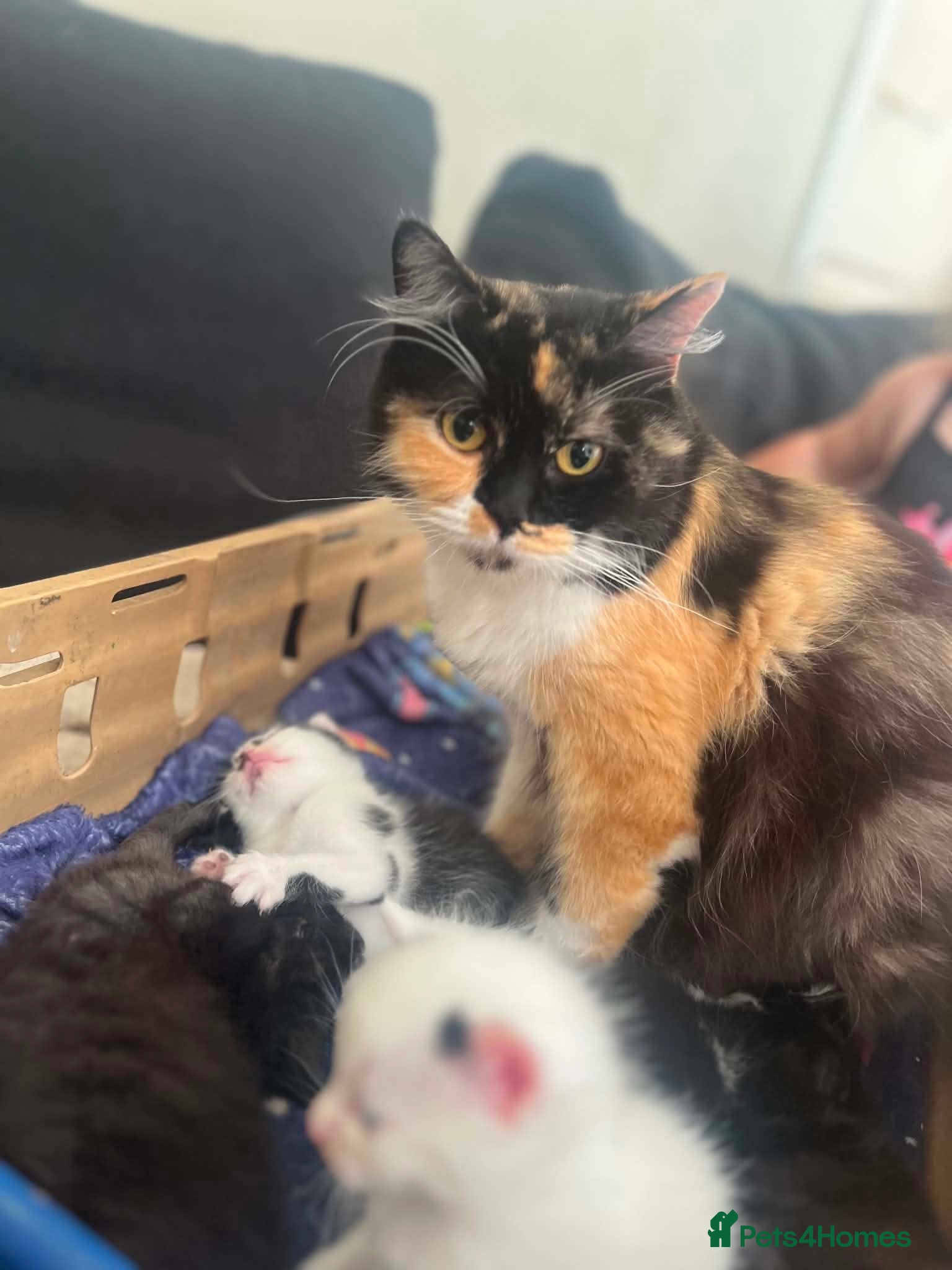 Mixed Breed cats Last of a litter of 5 kittens - Advert 1