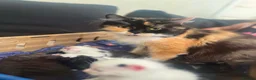 Mixed Breed cats for sale: Last of a litter of 5 kittens in Sunderland - Advert 1