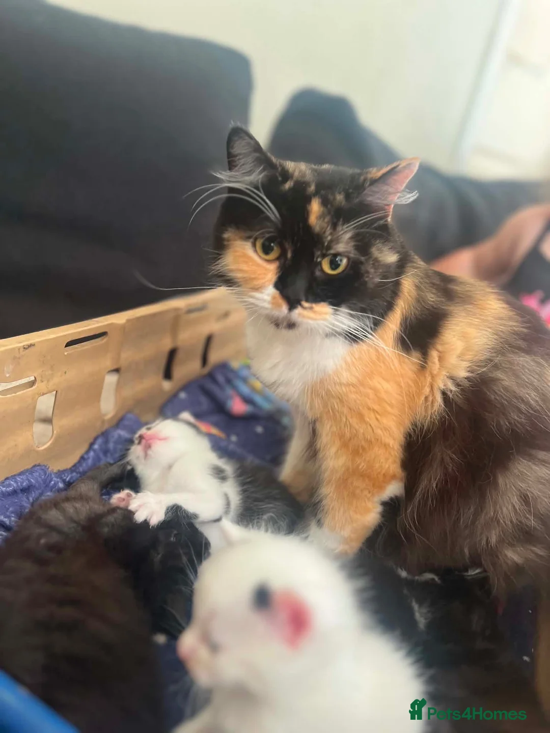 Mixed Breed cats for sale: Last of a litter of 5 kittens in Sunderland - Advert 1