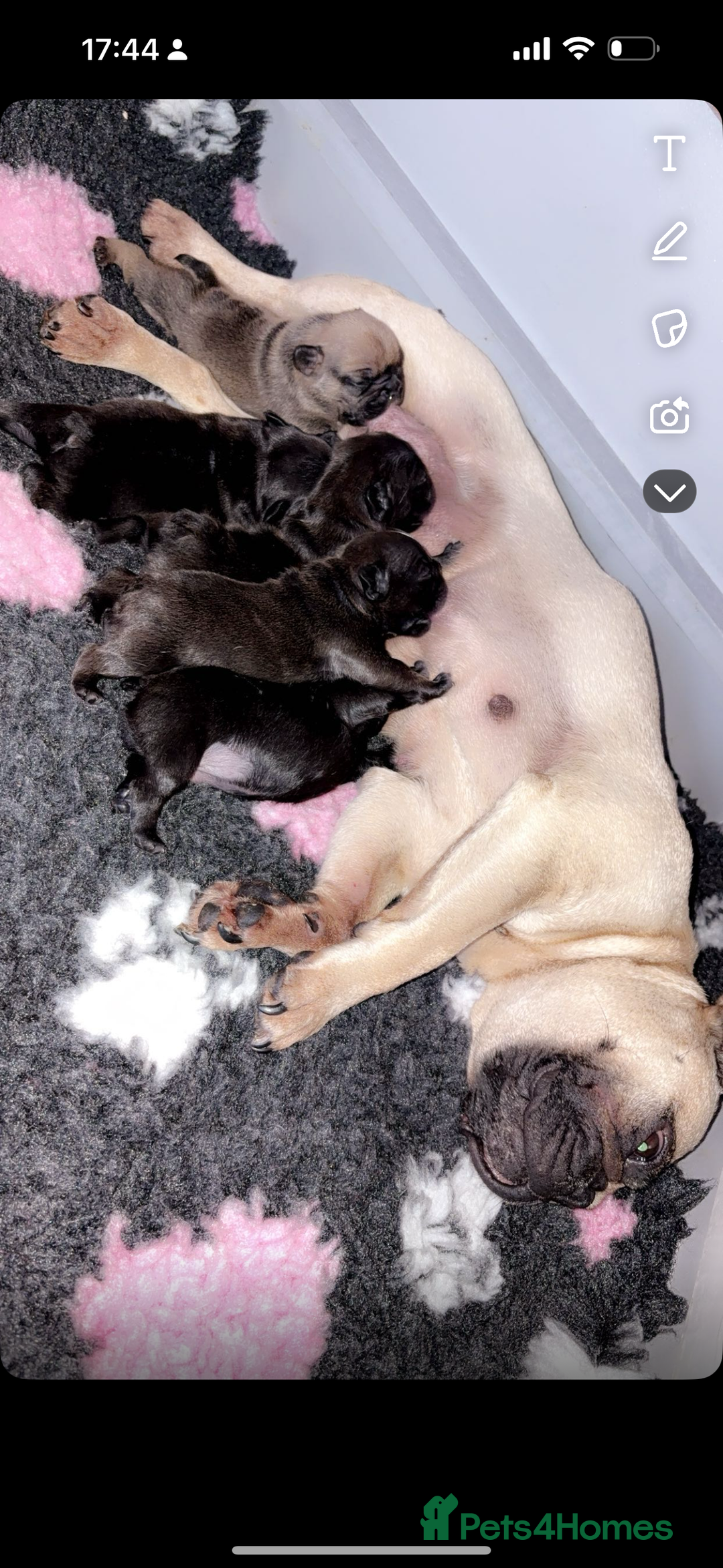 French Bulldog dogs for sale: 5 beautiful French bulldog puppy’s💕💕💙💙💙 - Image 10