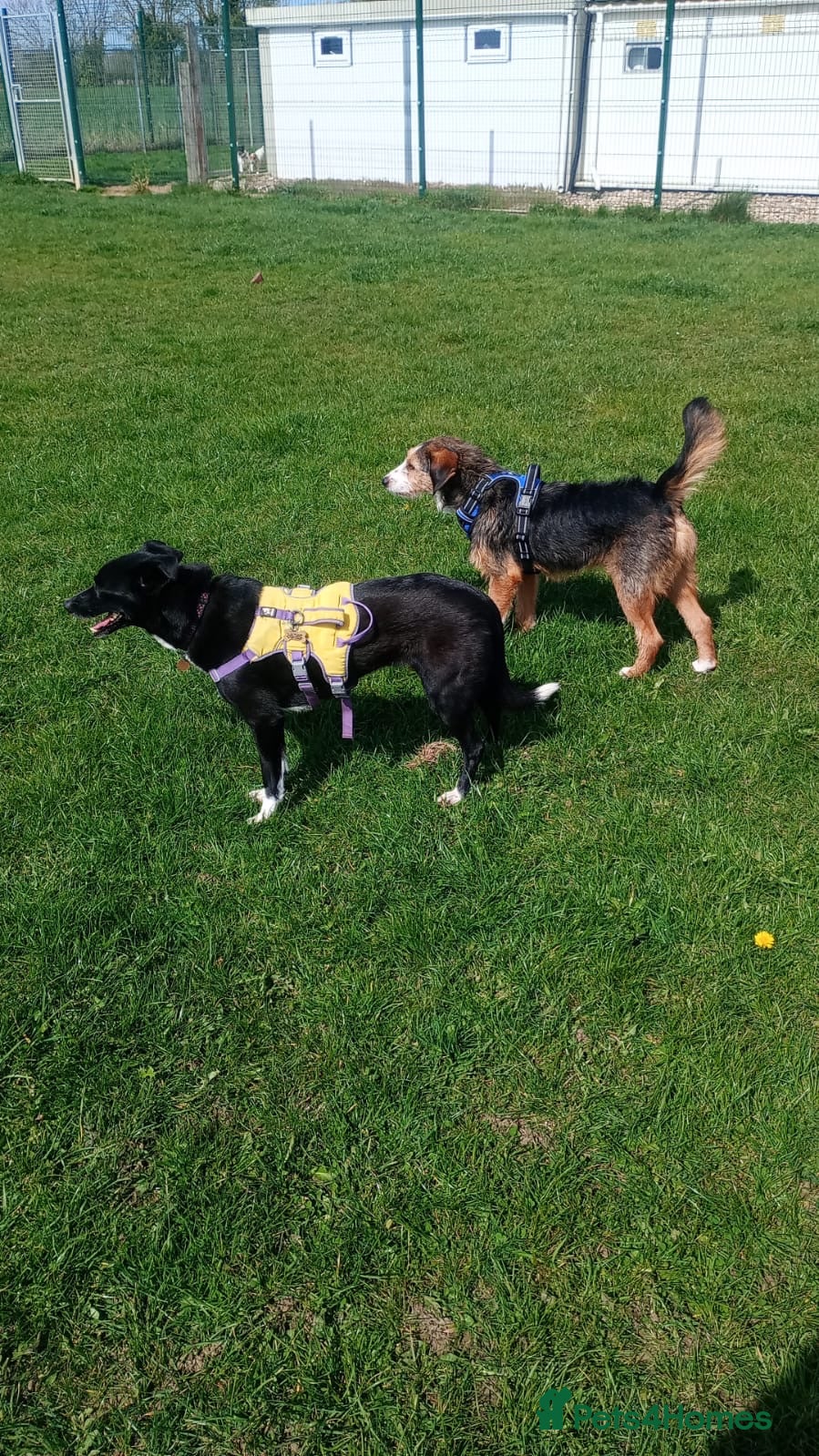 Mixed Breed dogs for sale: Ronnie & Reggie   - Advert 17